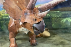 トリケラトプスは草食の恐竜で頭の後ろに大きなフリルを持っています。